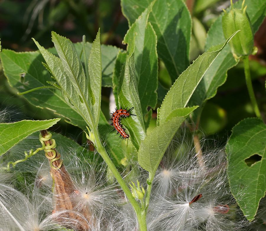 Variegated fritillary caterpillar on passionflower vine with butterfly weed seeds. 