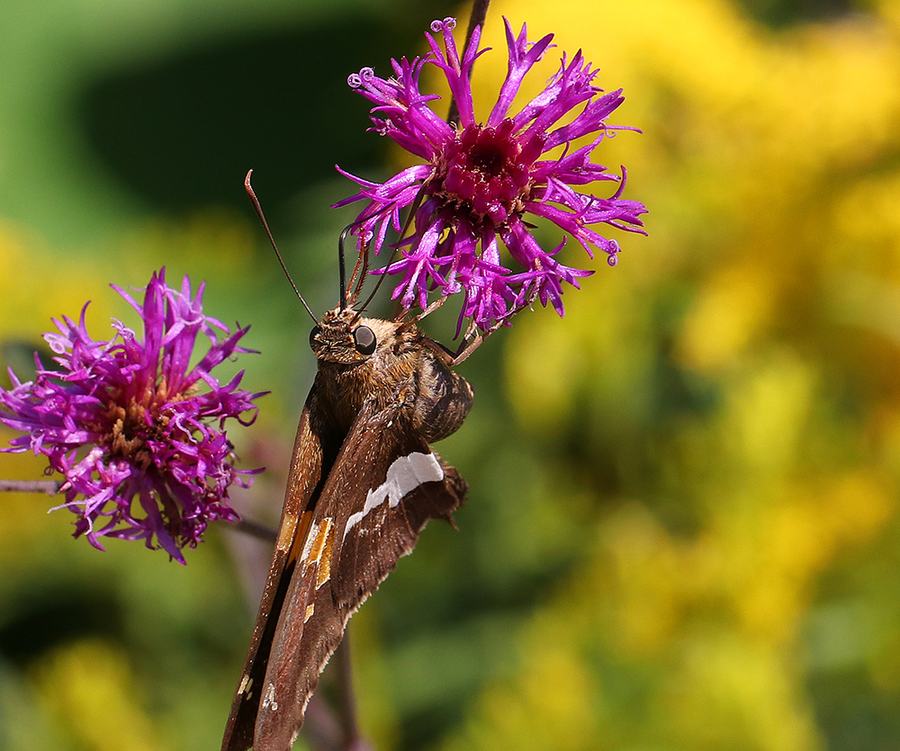 Silver-spotted skipper on stemless ironweed.