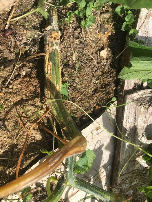 Damage to plant stem from squash vine borer.