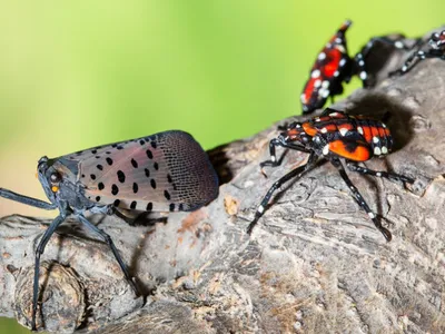 spotted lanternfly