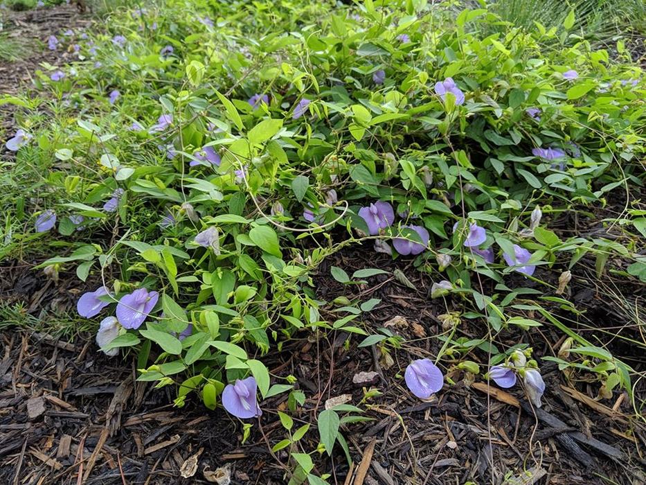butterfly pea vine