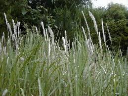 Image of cogongrass