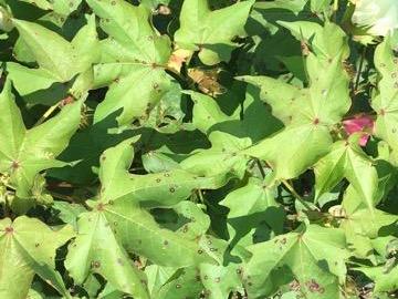 Cotton Leaf Spot