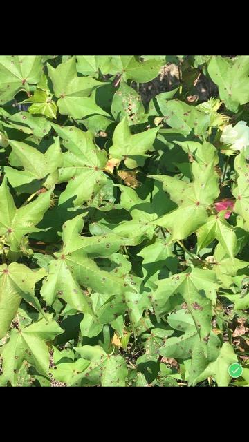 Cotton Leaf Spot