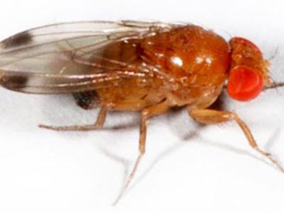 Spotted Wing Drosophila