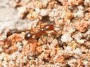 Fire Ant