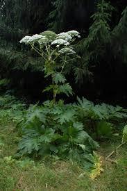 Image of giant hogweed