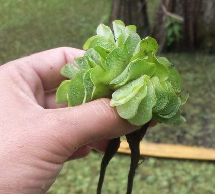 Image of giant salvinia