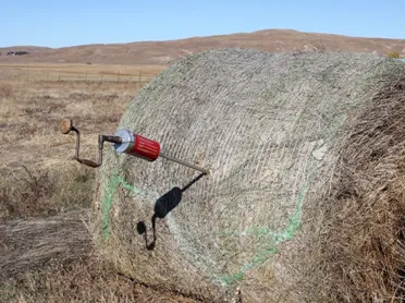 hay