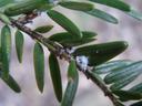 Hemlock Wooly Adelgid is an invasive insect that kills hemlocks. Learn how to treat for them in this class.