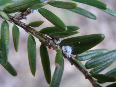 Hemlock Wooly Adelgid is an invasive insect that kills hemlocks. Learn how to treat for them in this class.