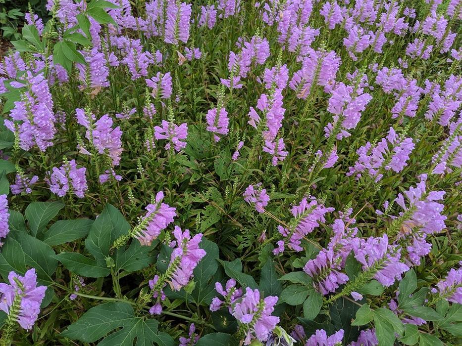 Native obedient plant. 