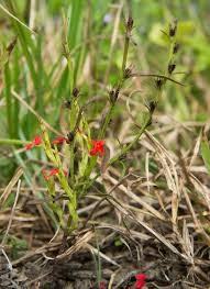 Image of witchweed