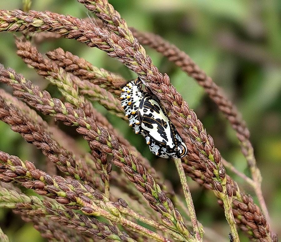 variegated fritillary chrysalis on blue vervain in the pollinator garden.