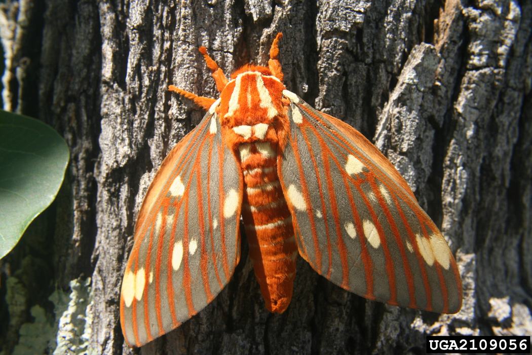 The regal moth, adult form of the hickory horned devil, pictured on a hickory tree. Credit, Tom Coleman, USDA Forest Service, Bugwood.org 