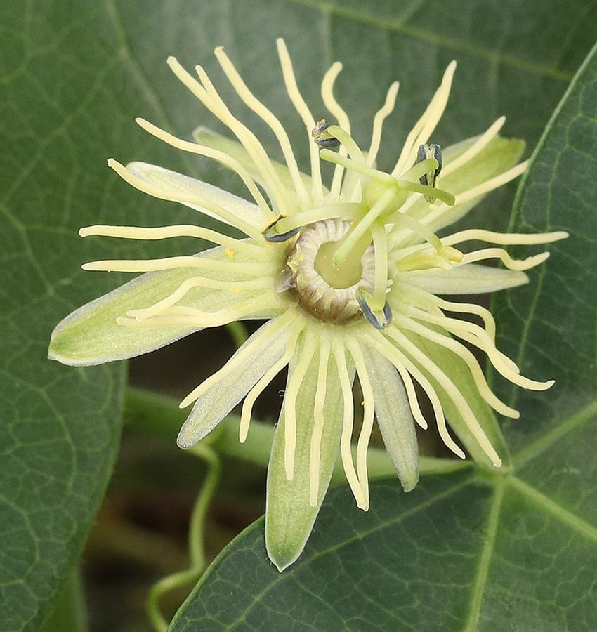 Charming, diminutive yellow passionflower