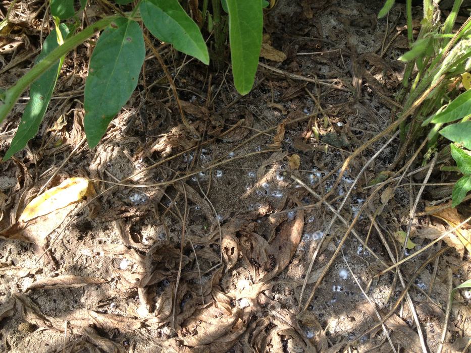 Image of Kudzu bugs