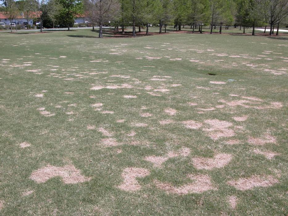 Spring dead spot 