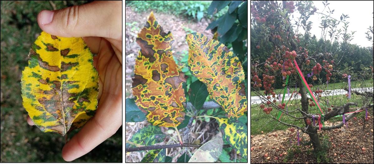 Chlorosis and Yellowing associated with GLS