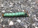 Hickory horned devil found and photographed by Travis Livingston. This is the largest caterpillar found in North Carolina.