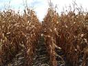 Dried corn stalks forming a narrow path through a late-season field