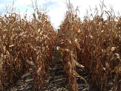 Dried corn stalks forming a narrow path through a late-season field