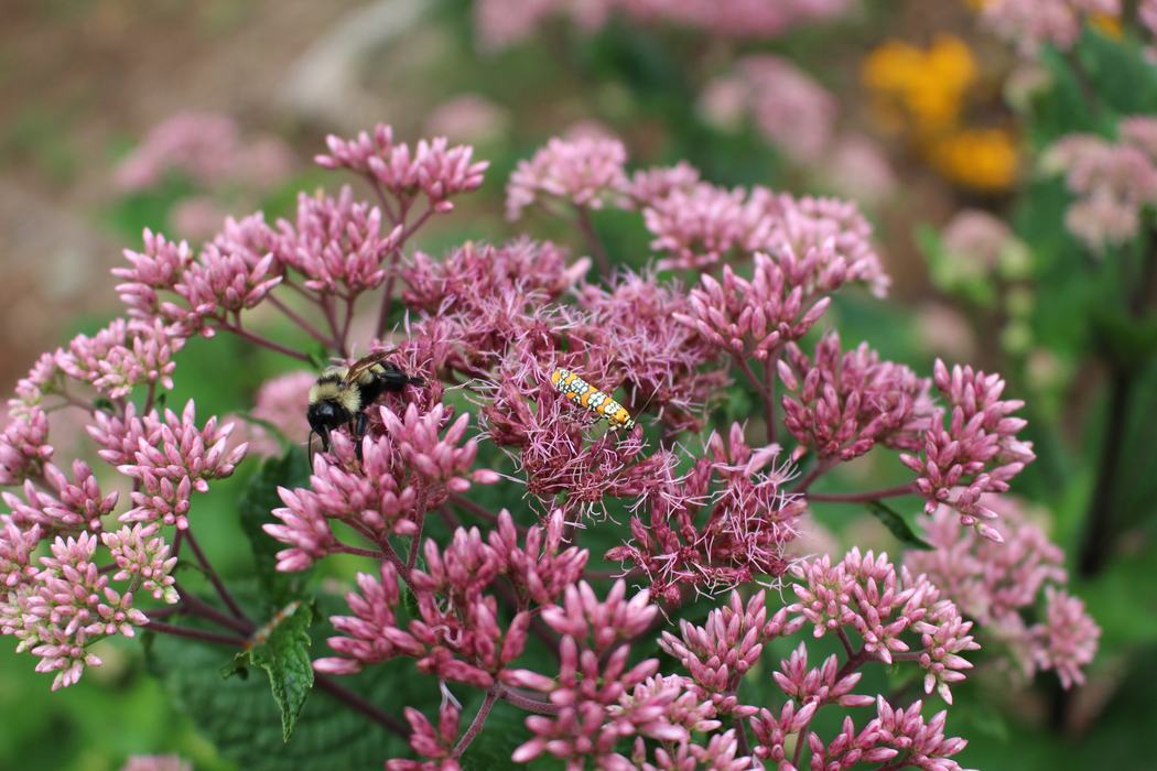 Pollinator activity on Joe Pye Weed