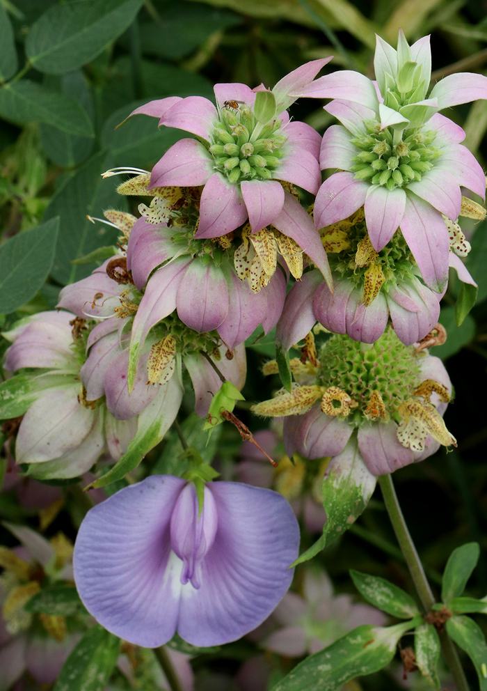 Spotted horsemint with spurred butterfly pea vine. 