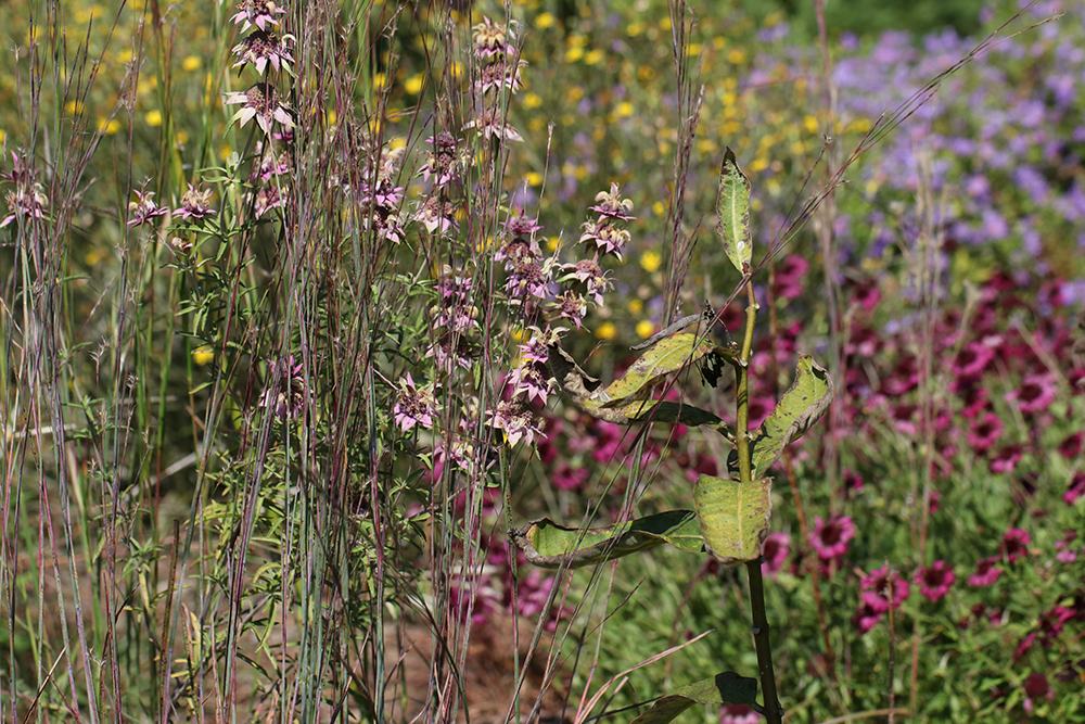 Late September naturalized bed with spotted horsemint, common milkweed, little bluestem, narrow-leaf silkgrass, aromatic aster, and lanceleaf blanketflower. 
