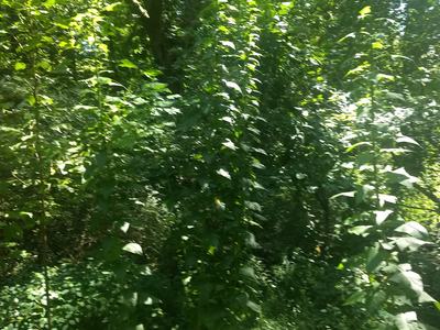 Wild lettuce can grow to heights of 12 feet or more. It is typically found in partly shaded locations. (Guy Lucas)