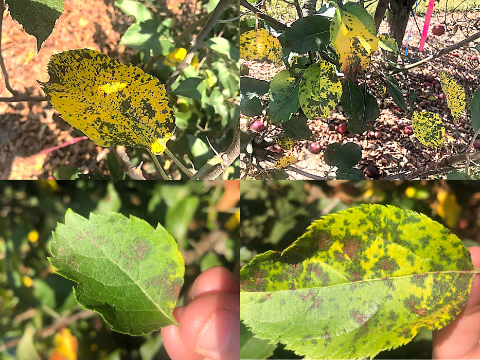 Advanced symptoms of Marssonina Blotch on Rome Beauty