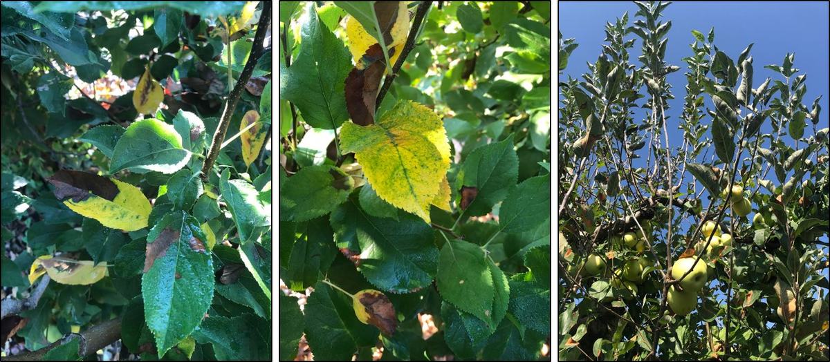 Chlorosis and Defoliation associated with NLB