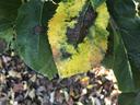 Nectrotic leaf blotch