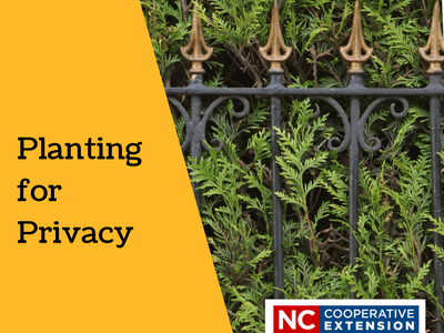 Hedge behind wrought-iron fence; text "Planting for Privacy" and NC Cooperative Extension logo