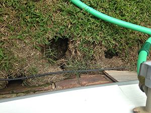 Rodent burrow holes against a foundation wall.