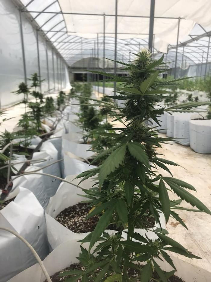 greenhouse hemp production