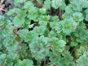 Winter Annual Henbit