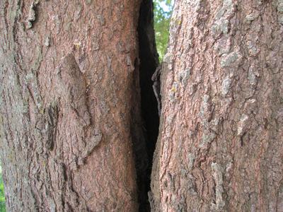 Oak with codominant trunks