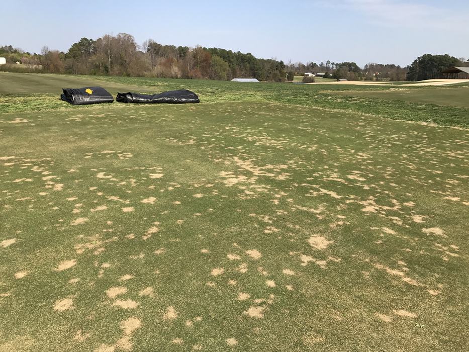 Spring dead spot symptoms in an ultradwarf bermudagrass putting green.