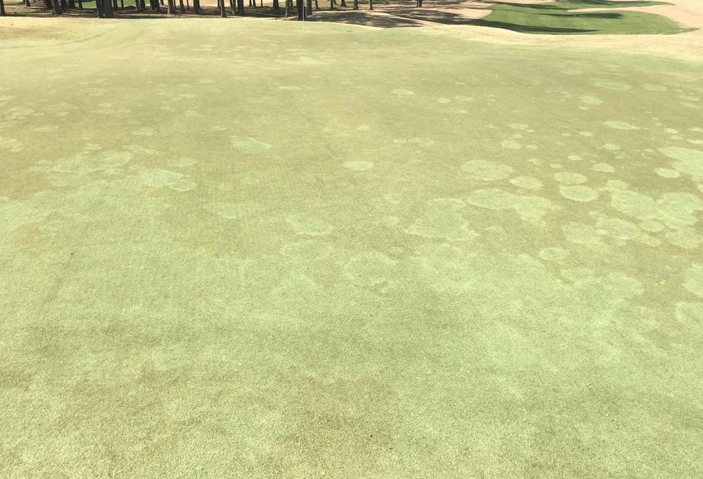 Take-all root rot symptoms in an ultradwarf bermudagrass putting green.