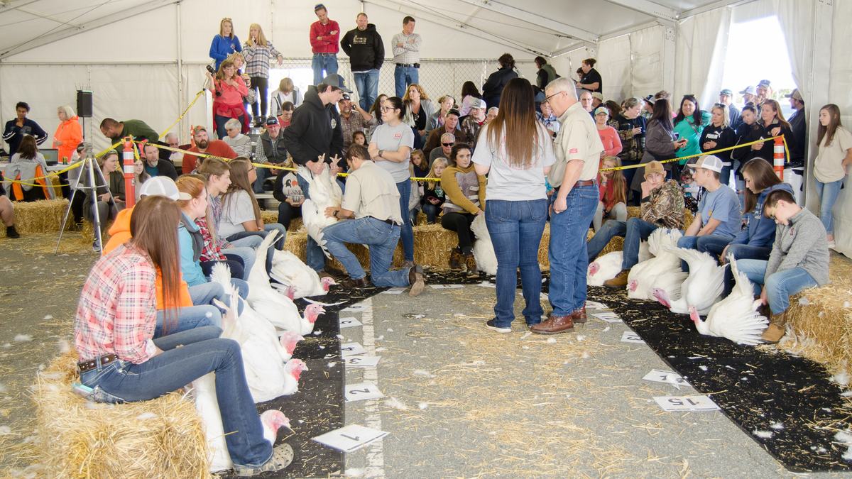 youth participants with their turkeys in a hay bale ring