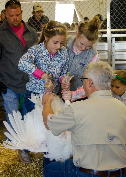 A young girl get helps showing a turkey to a judge