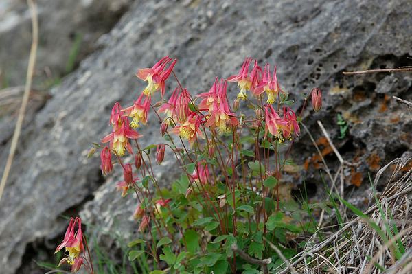 Aquilegia-canadensis