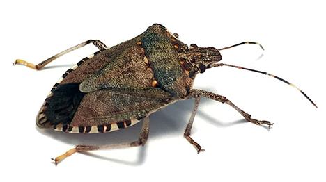 Brown marmorated stink bug adult