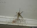 Fishing spiders are large enough to bite. The experience is described as similar to a bee or wasp sting. (credit Jacob Vance, Emory University, Bugwood.org)