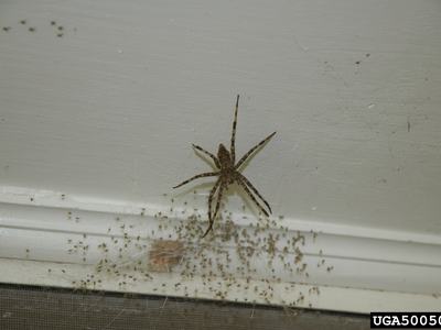 Fishing spiders are large enough to bite. The experience is described as similar to a bee or wasp sting. (credit Jacob Vance, Emory University, Bugwood.org)