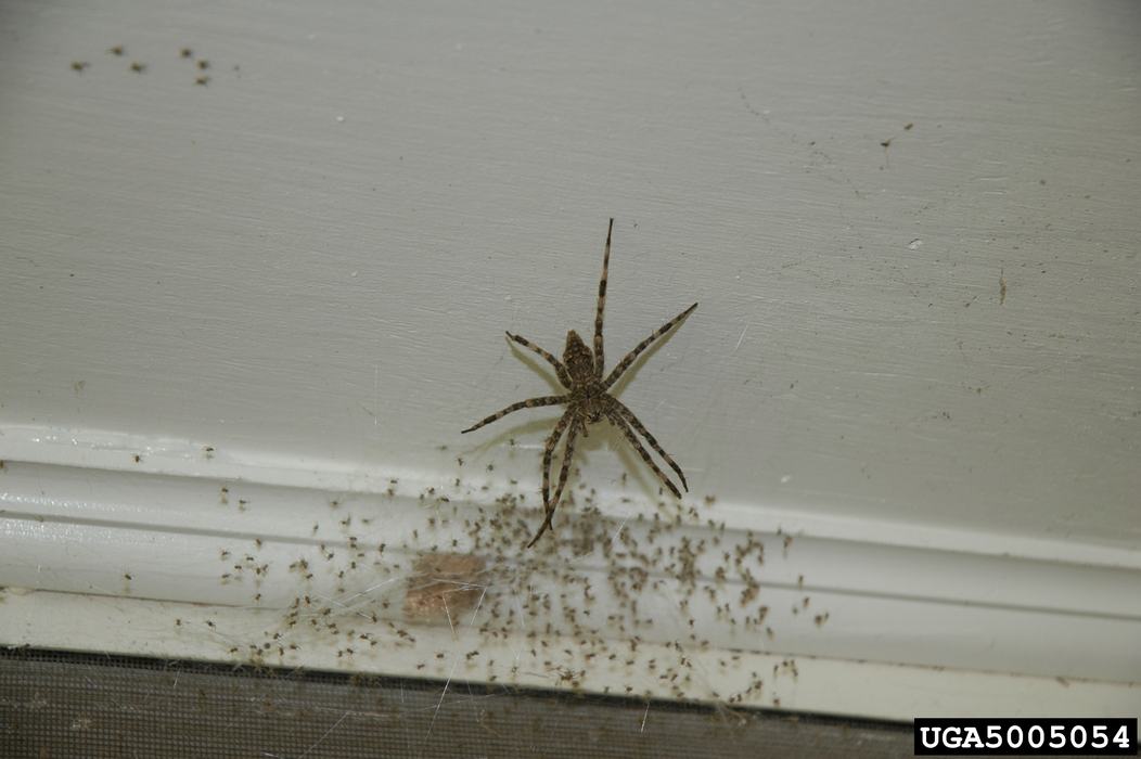 Fishing spiders are large enough to bite. The experience is described as similar to a bee or wasp sting. (credit Jacob Vance, Emory University, Bugwood.org)
