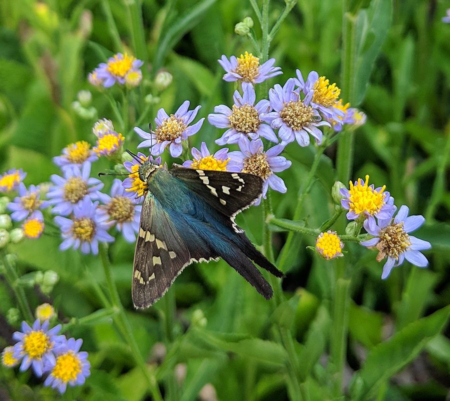 Long-tailed skipper nectaring on 'Jin Dai' aster