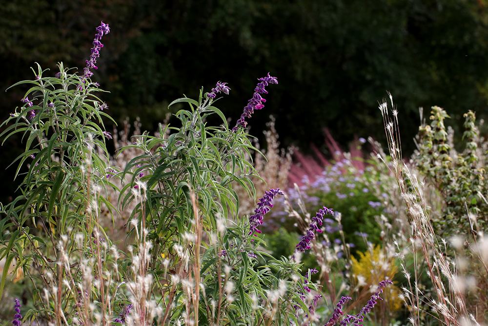 Lots of layers, colors, and textures in the pollinator garden in early October. 
