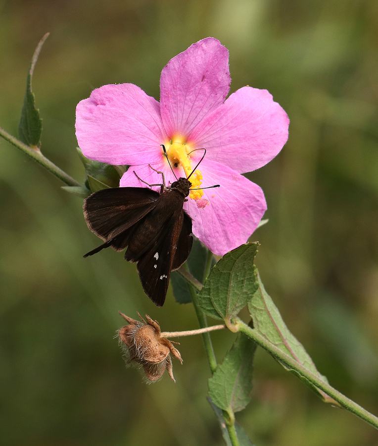 Clouded skipper on seashore mallow in mid-October. 